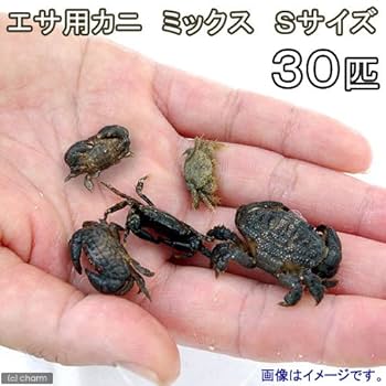 専用！！小さなカニピアス　カニ　sea 楽天市場】【夏のさわがに☆ボディピアス】 蟹ピアス 海ピアス